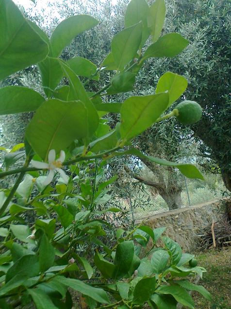 Name:  Fotoraf1126.jpg
Views: 536
Size:  75.1 KB