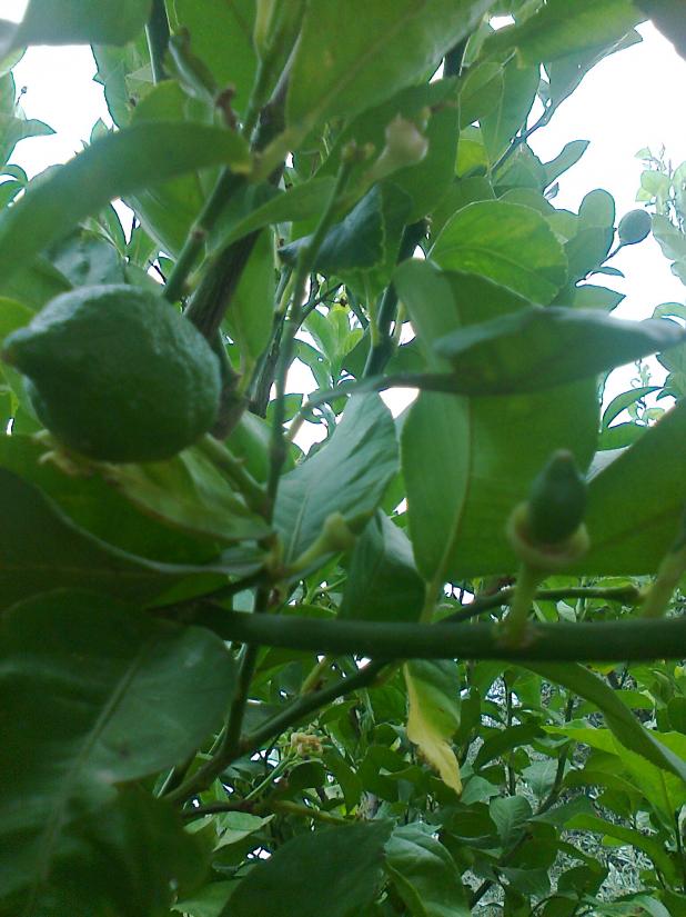 Name:  Fotoraf1128.jpg
Views: 533
Size:  71.3 KB