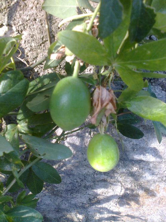 Name:  Fotoraf1107.jpg
Views: 536
Size:  73.5 KB