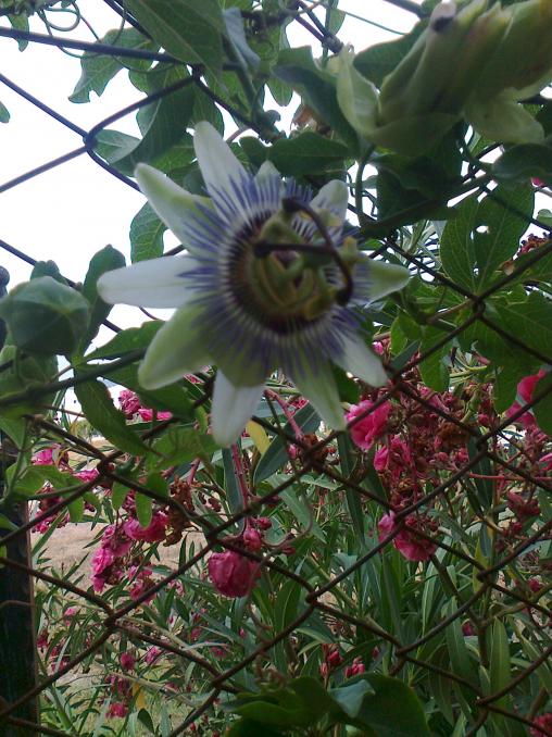 Name:  Fotoraf1102.jpg
Views: 532
Size:  76.5 KB