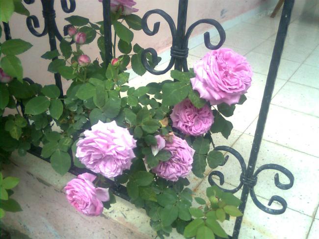 Name:  Grnt0881.jpg
Views: 537
Size:  52.8 KB