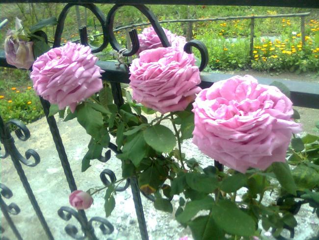 Name:  Grnt0880.jpg
Views: 548
Size:  67.2 KB