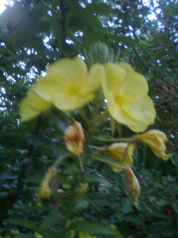 Name:  Grnt0142.jpg
Views: 528
Size:  70.3 KB