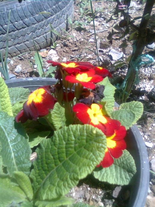Name:  Grnt0085.jpg
Views: 547
Size:  75.6 KB