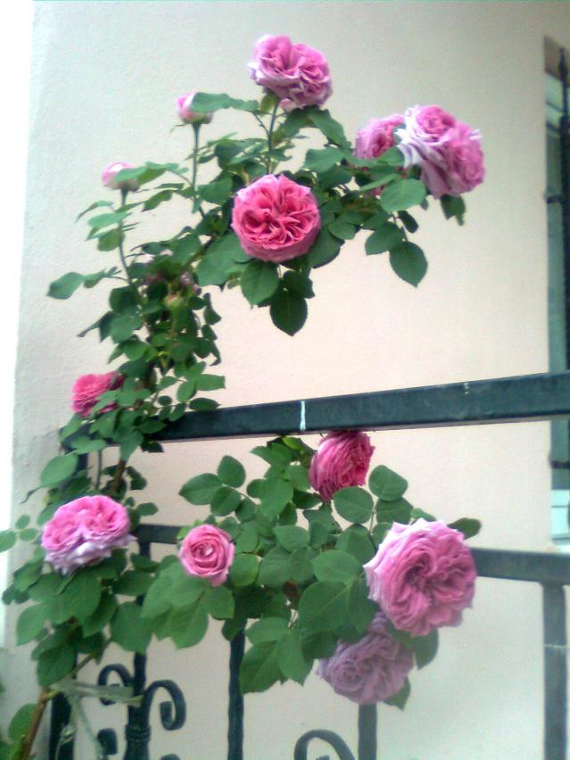 Name:  Grnt0089.jpg
Views: 531
Size:  69.8 KB