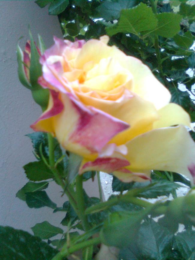 Name:  Grnt0090.jpg
Views: 526
Size:  67.3 KB