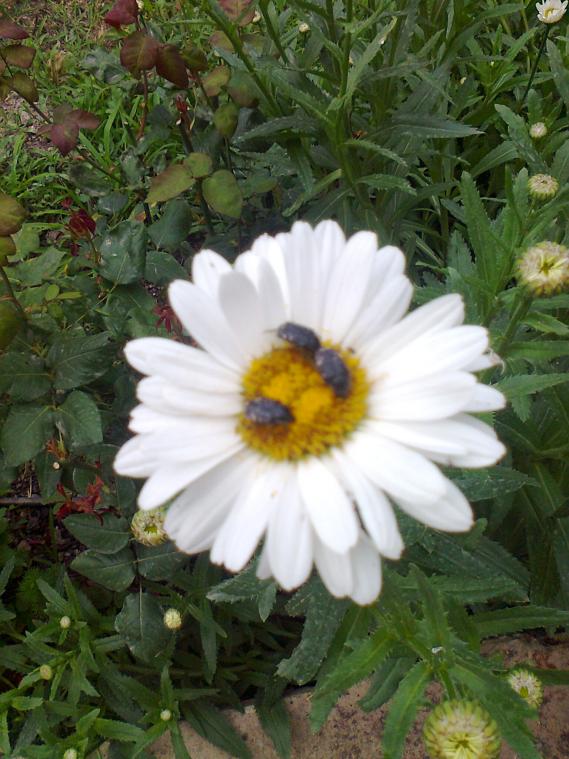 Name:  Fotoraf1112.jpg
Views: 526
Size:  72.9 KB
