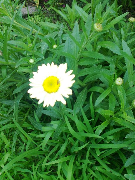 Name:  Fotoraf1110.jpg
Views: 516
Size:  75.9 KB