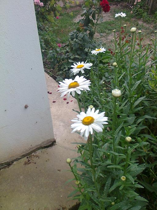 Name:  Fotoraf1113.jpg
Views: 524
Size:  71.9 KB