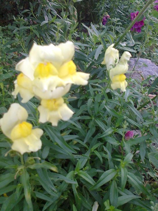 Name:  Fotoraf1116.jpg
Views: 516
Size:  74.6 KB