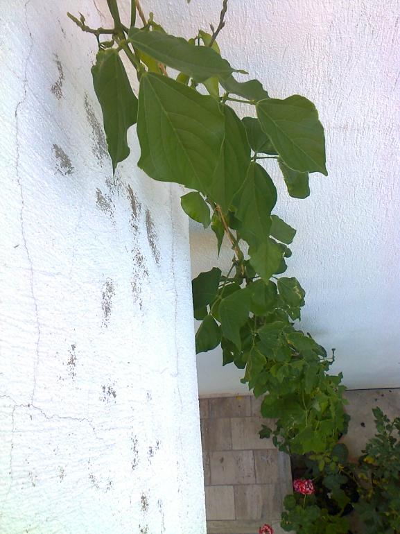 Name:  Fotoraf1253.jpg
Views: 508
Size:  71.7 KB