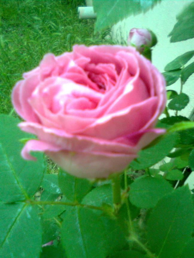 Name:  Grnt0091.jpg
Views: 512
Size:  69.5 KB