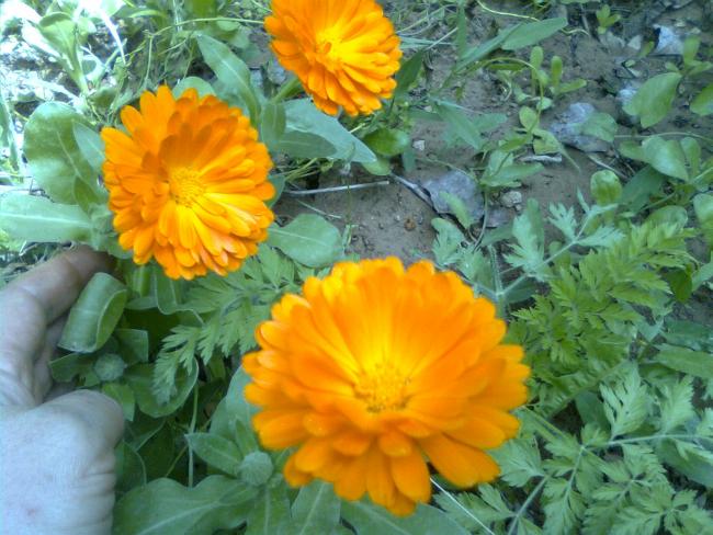 Name:  Grnt0095.jpg
Views: 2169
Size:  58.4 KB
