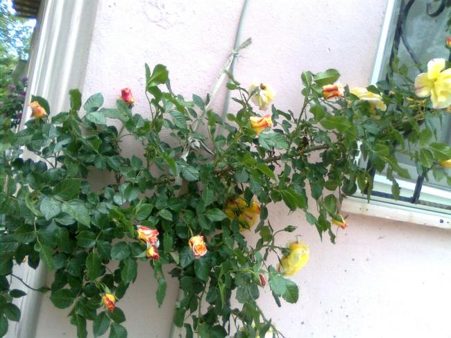 Name:  Grnt0096.jpg
Views: 515
Size:  59.4 KB