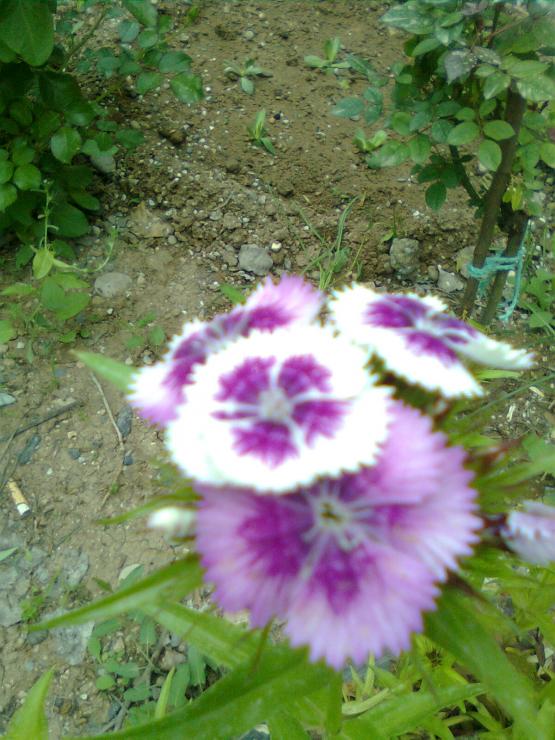 Name:  Grnt0099.jpg
Views: 511
Size:  73.5 KB
