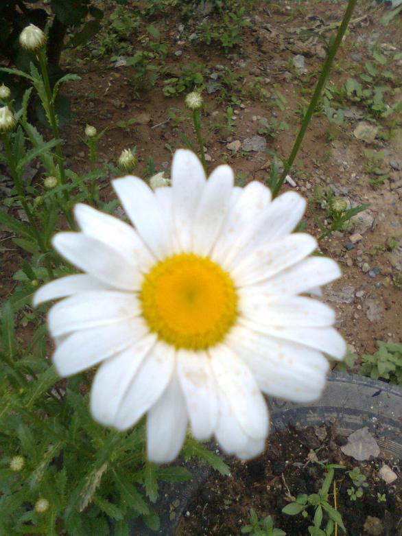 Name:  Grnt0100.jpg
Views: 514
Size:  71.6 KB