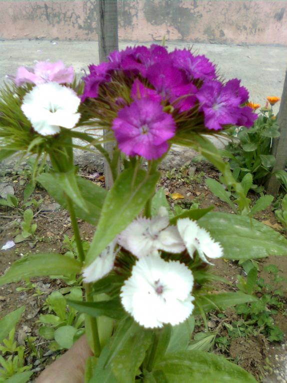 Name:  Grnt0103.jpg
Views: 528
Size:  72.7 KB