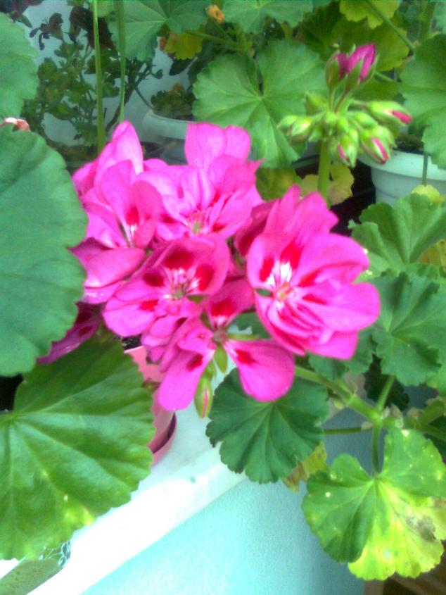 Name:  Grnt0075.jpg
Views: 493
Size:  70.4 KB