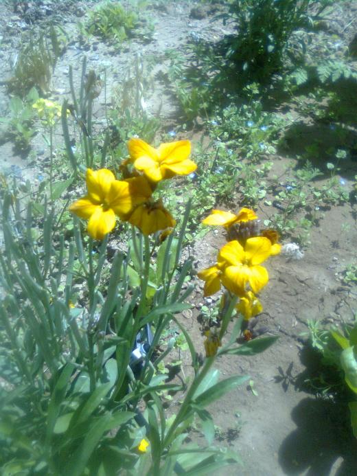 Name:  Grnt0080.jpg
Views: 530
Size:  75.0 KB