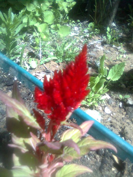 Name:  Grnt0081.jpg
Views: 513
Size:  74.3 KB