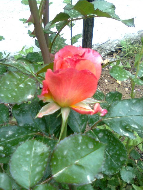 Name:  Grnt0105.jpg
Views: 509
Size:  72.2 KB