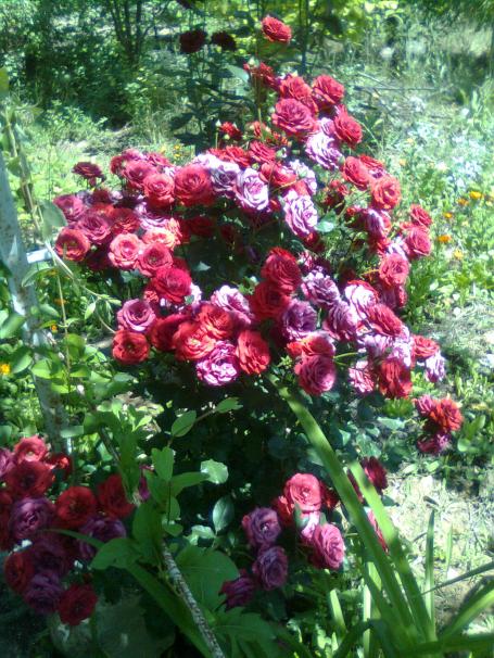 Name:  Grnt0124.jpg
Views: 529
Size:  78.0 KB