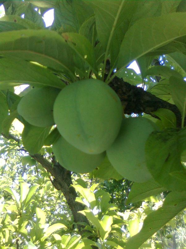 Name:  Grnt0123.jpg
Views: 522
Size:  71.3 KB
