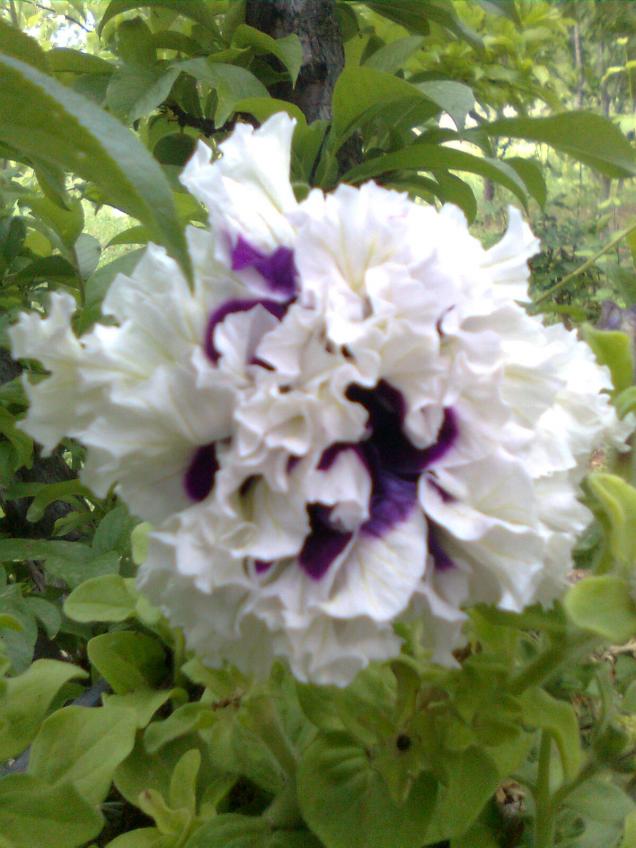Name:  Grnt0111.jpg
Views: 504
Size:  69.8 KB
