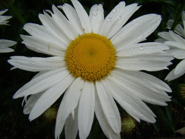 Name:  4.jpg
Views: 576
Size:  37.8 KB