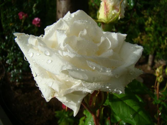 Name:  9.jpg
Views: 628
Size:  36.2 KB