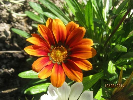 Name:  gazanya1.jpg
Views: 1052
Size:  41.3 KB