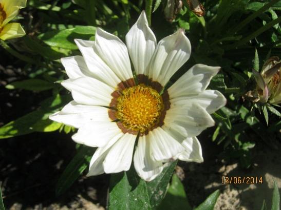 Name:  gazanya4.jpg
Views: 1075
Size:  36.3 KB