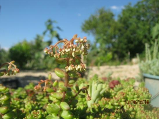 Name:  sedum album.jpg
Views: 818
Size:  31.7 KB