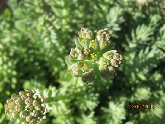 Name:  sedum reflexum.jpg
Views: 865
Size:  37.1 KB