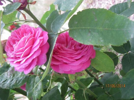 Name:  gl.jpg
Views: 1452
Size:  38.0 KB
