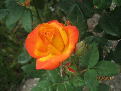 Name:  gl2.jpg
Views: 1017
Size:  66.7 KB