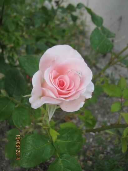 Name:  gl4.jpg
Views: 1107
Size:  25.5 KB