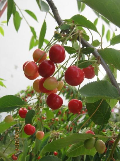Name:  vine.jpg
Views: 1074
Size:  37.7 KB