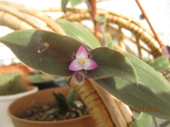 Name:  tradescantia.jpg
Views: 1028
Size:  27.2 KB