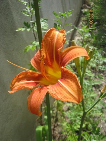 Name:  adn unuttum.jpg
Views: 1062
Size:  36.1 KB