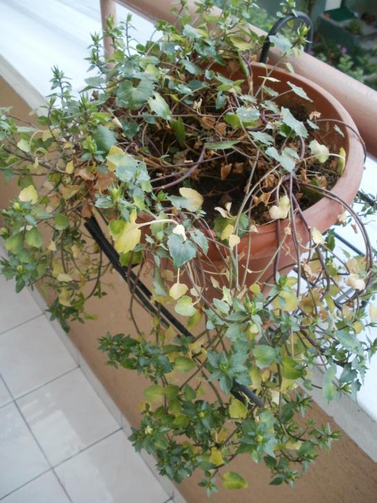 Name:  P1010997a.jpg
Views: 420
Size:  76.2 KB