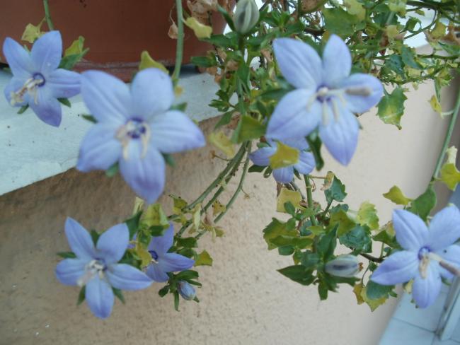 Name:  P1011003a.jpg
Views: 344
Size:  44.5 KB