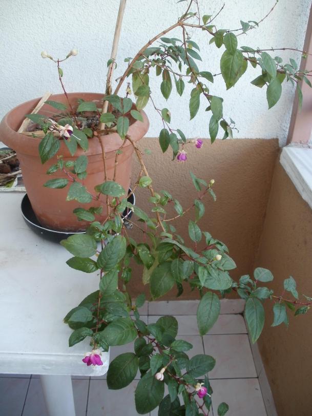 Name:  P1010991a.jpg
Views: 297
Size:  71.2 KB