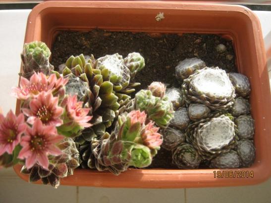 Name:  sempervivum.jpg
Views: 750
Size:  39.8 KB