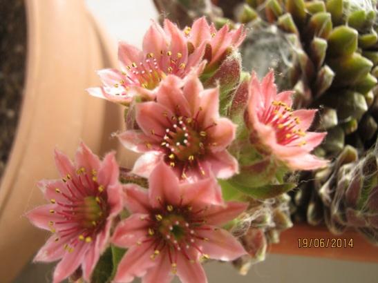 Name:  sempervivum1.jpg
Views: 747
Size:  33.4 KB