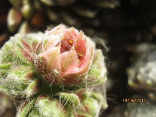 Name:  sempervivum3.jpg
Views: 749
Size:  32.1 KB