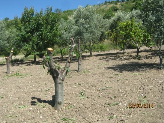 Name:  kesilmi kirazlar.jpg
Views: 820
Size:  58.7 KB