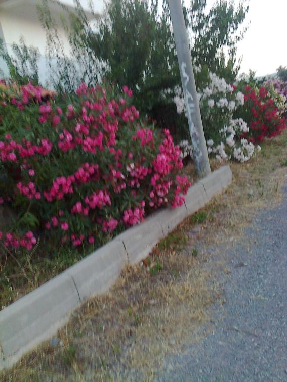 Name:  Fotoraf1303.jpg
Views: 470
Size:  72.8 KB