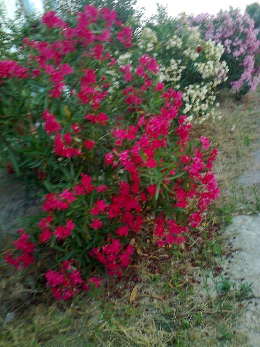 Name:  Fotoraf1305.jpg
Views: 475
Size:  75.1 KB