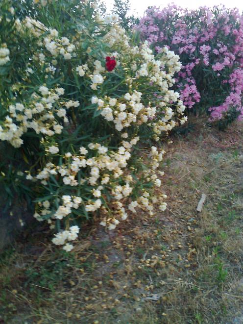 Name:  Fotoraf1306.jpg
Views: 462
Size:  76.6 KB